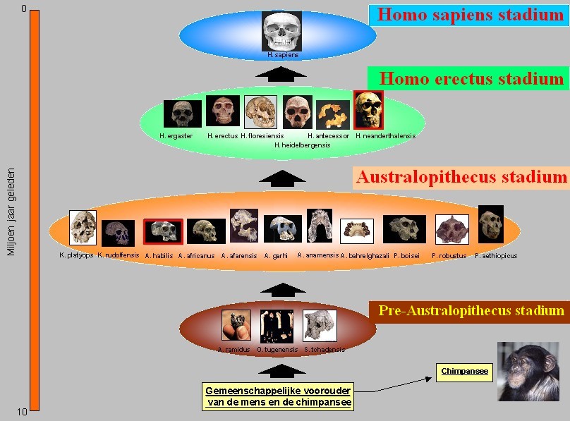 Evolutie van de mens Evolutie van de mens